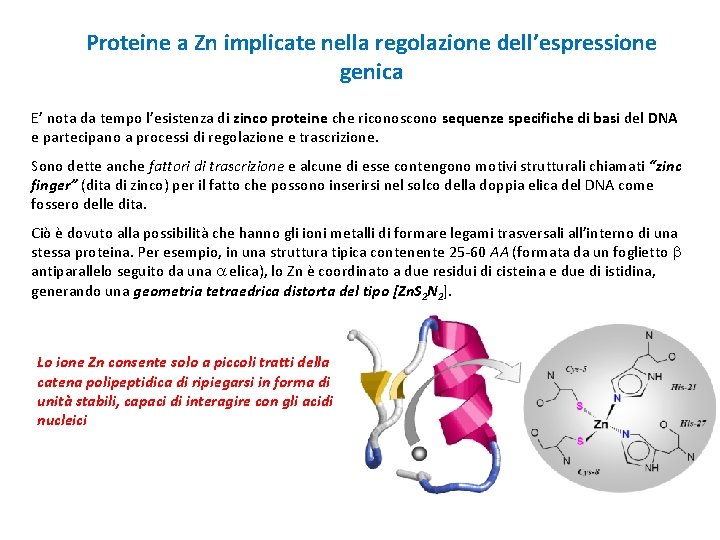 Proteine a Zn implicate nella regolazione dell’espressione genica E’ nota da tempo l’esistenza di