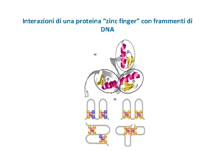 Interazioni di una proteina “zinc finger” con frammenti di DNA 