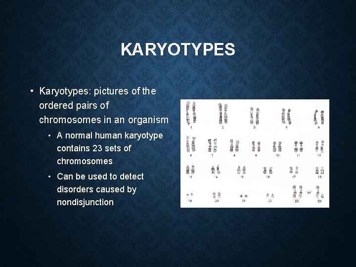KARYOTYPES • Karyotypes: pictures of the ordered pairs of chromosomes in an organism •