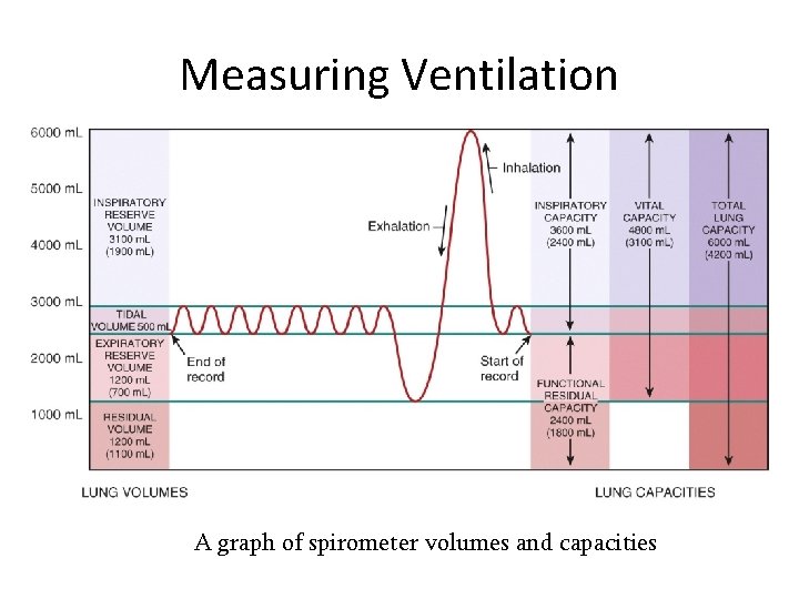 Measuring Ventilation A graph of spirometer volumes and capacities 