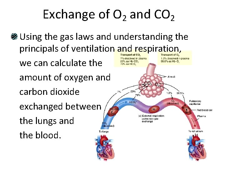 Exchange of O 2 and CO 2 Using the gas laws and understanding the