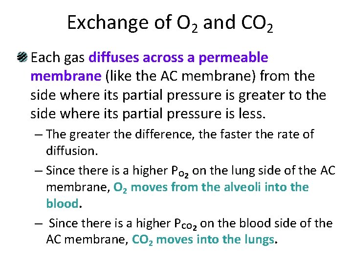 Exchange of O 2 and CO 2 Each gas diffuses across a permeable membrane