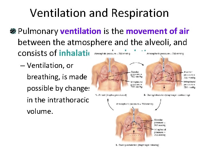 Ventilation and Respiration Pulmonary ventilation is the movement of air between the atmosphere and