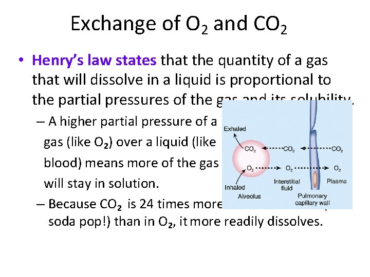 Exchange of O 2 and CO 2 • Henry’s law states that the quantity