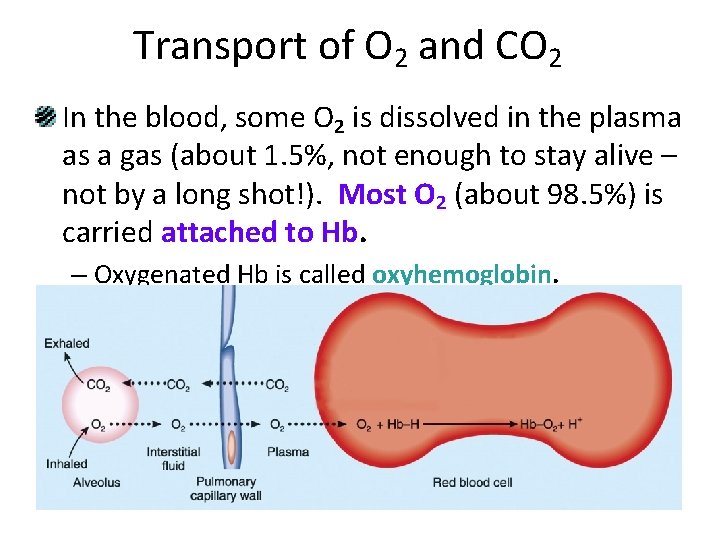 Transport of O 2 and CO 2 In the blood, some O 2 is