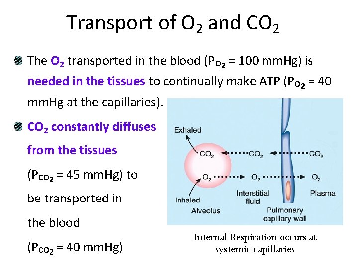 Transport of O 2 and CO 2 The O 2 transported in the blood