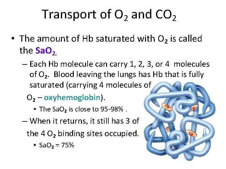 Transport of O 2 and CO 2 • The amount of Hb saturated with