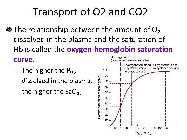 Transport of O 2 and CO 2 The relationship between the amount of O