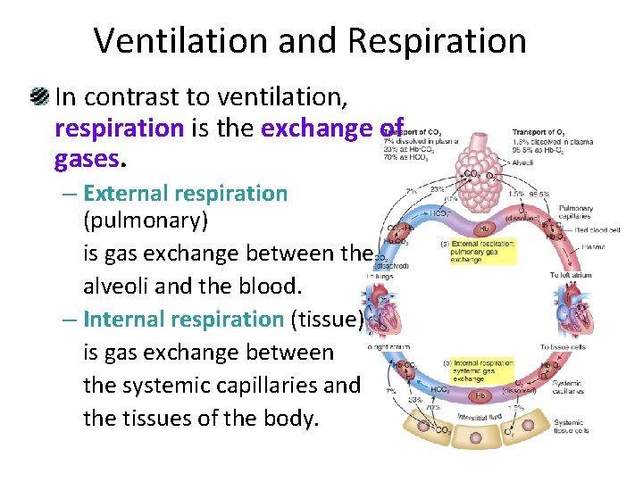Ventilation and Respiration In contrast to ventilation, respiration is the exchange of gases. –