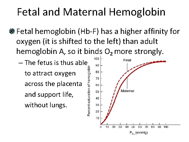 Fetal and Maternal Hemoglobin Fetal hemoglobin (Hb-F) has a higher affinity for oxygen (it