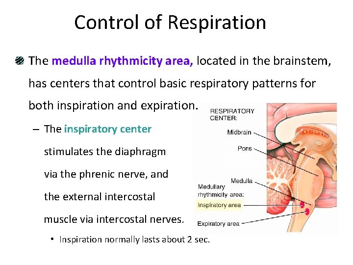 Control of Respiration The medulla rhythmicity area, located in the brainstem, has centers that