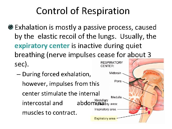 Control of Respiration Exhalation is mostly a passive process, caused by the elastic recoil