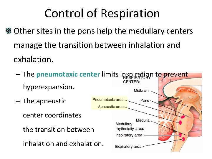 Control of Respiration Other sites in the pons help the medullary centers manage the