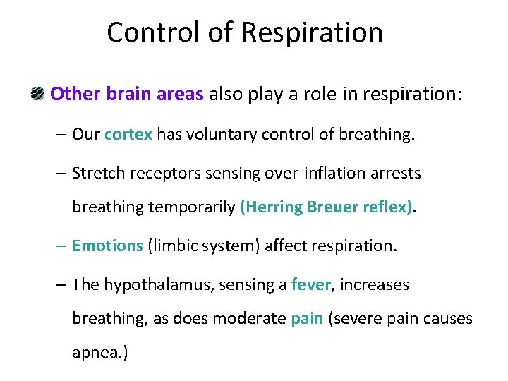 Control of Respiration Other brain areas also play a role in respiration: – Our