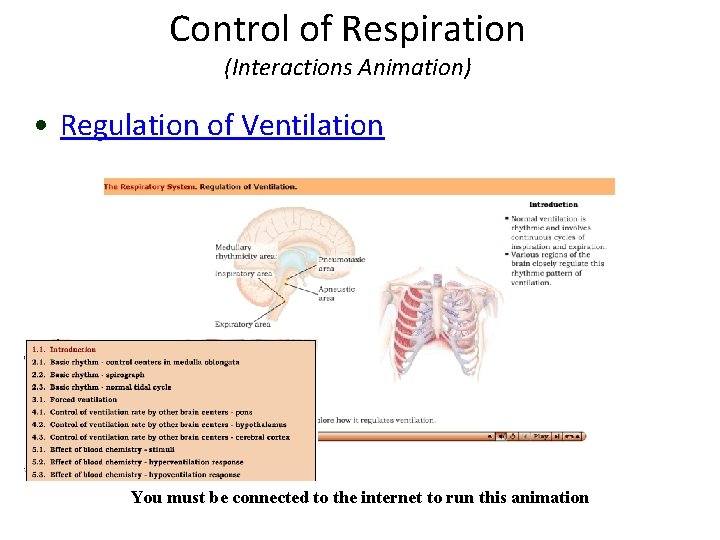 Control of Respiration (Interactions Animation) • Regulation of Ventilation You must be connected to