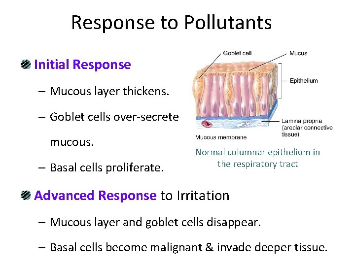 Response to Pollutants Initial Response – Mucous layer thickens. – Goblet cells over-secrete mucous.