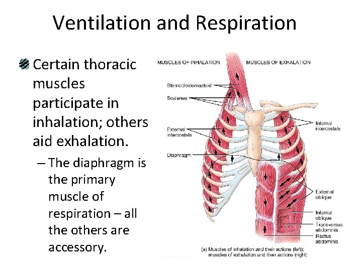 Ventilation and Respiration Certain thoracic muscles participate in inhalation; others aid exhalation. – The