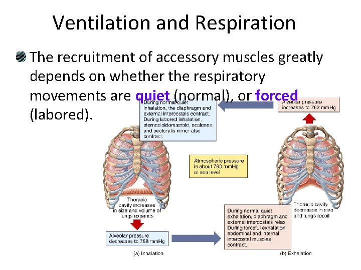 Ventilation and Respiration The recruitment of accessory muscles greatly depends on whether the respiratory