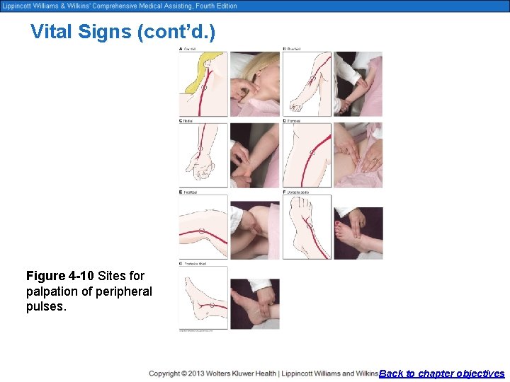 Vital Signs (cont’d. ) Figure 4 -10 Sites for palpation of peripheral pulses. Back