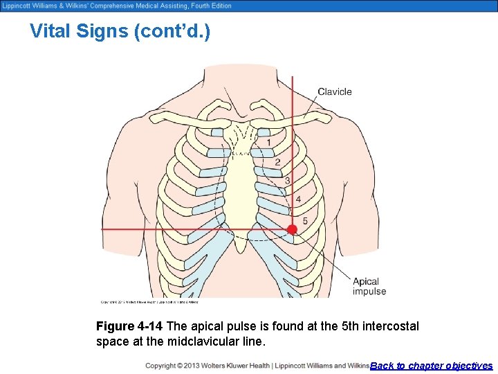 Vital Signs (cont’d. ) Figure 4 -14 The apical pulse is found at the