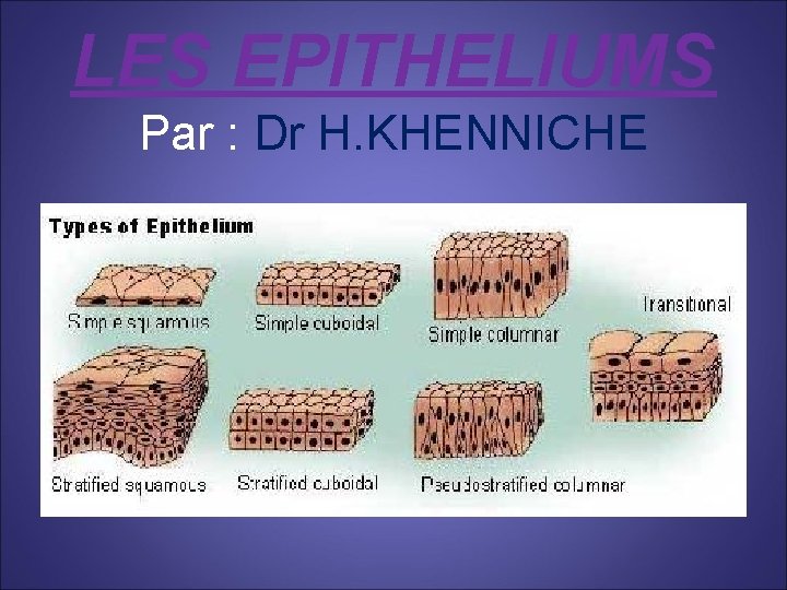 LES EPITHELIUMS Par : Dr H. KHENNICHE 