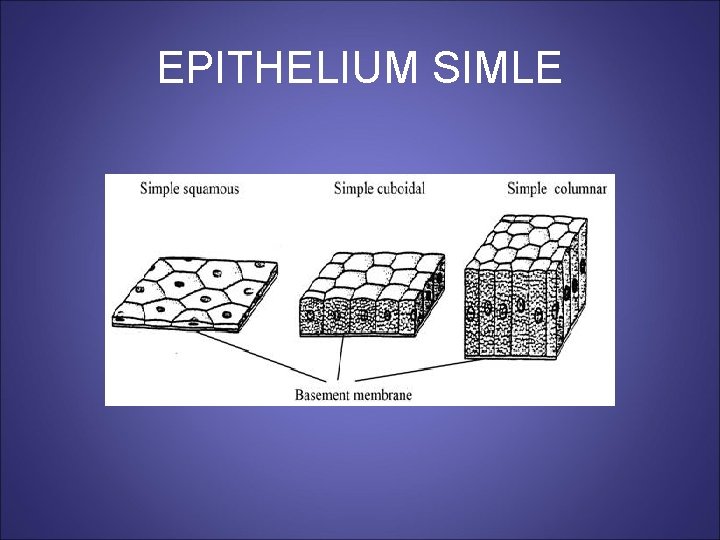 EPITHELIUM SIMLE 