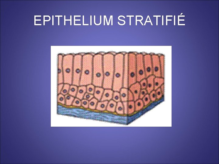 EPITHELIUM STRATIFIÉ 
