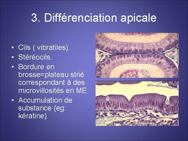 3. Différenciation apicale • Cils ( vibratiles). • Stéréocils. • Bordure en brosse=plateau strié