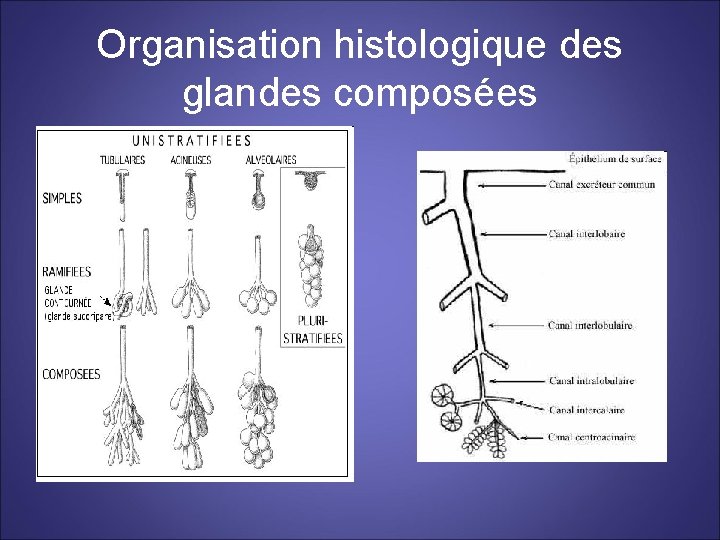 Organisation histologique des glandes composées 