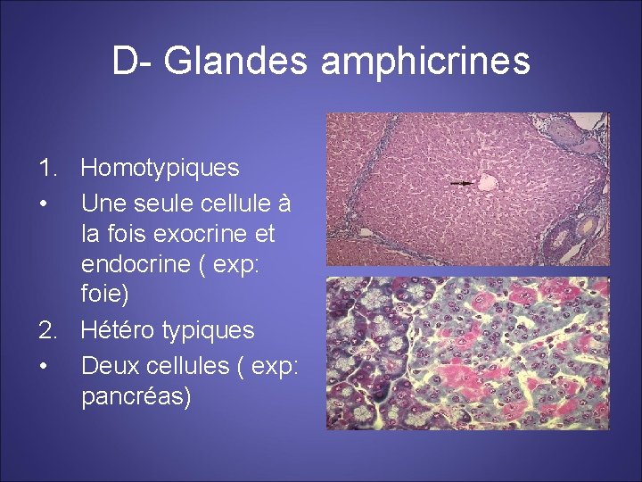 D- Glandes amphicrines 1. Homotypiques • Une seule cellule à la fois exocrine et