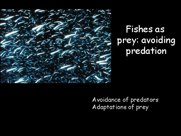 Fishes as prey: avoiding predation Avoidance of predators Adaptations of prey 