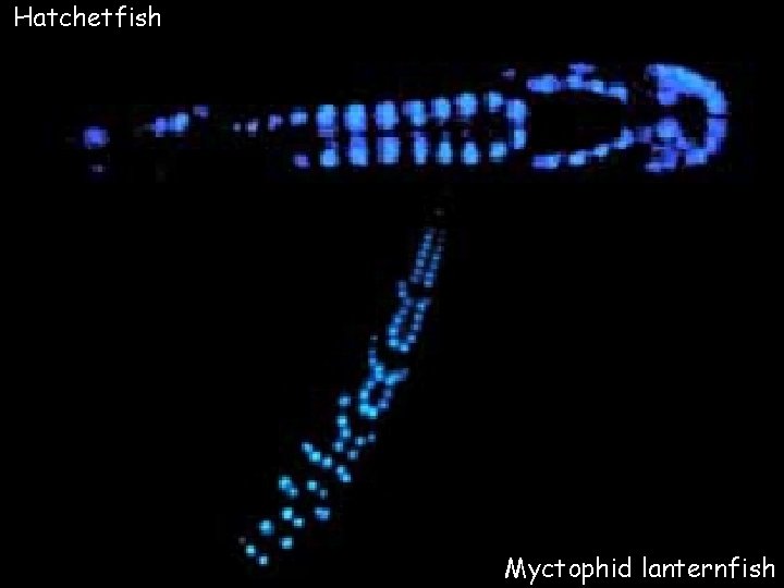 Hatchetfish Myctophid lanternfish 