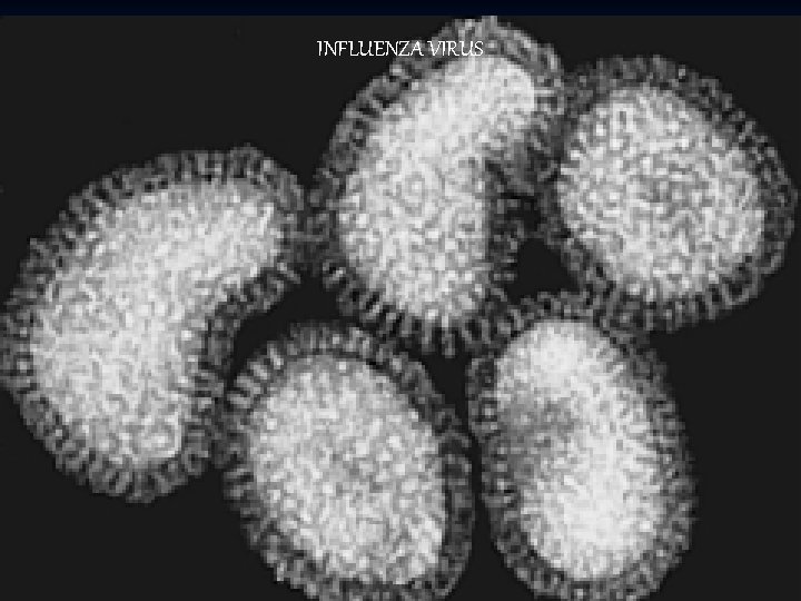 INFLUENZA VIRUS 