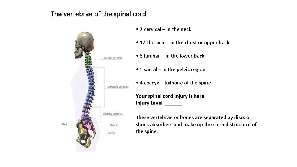 The vertebrae of the spinal cord • 7 cervical – in the neck •