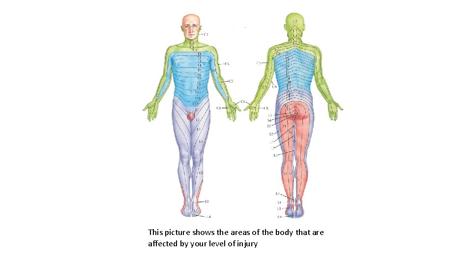 This picture shows the areas of the body that are affected by your level