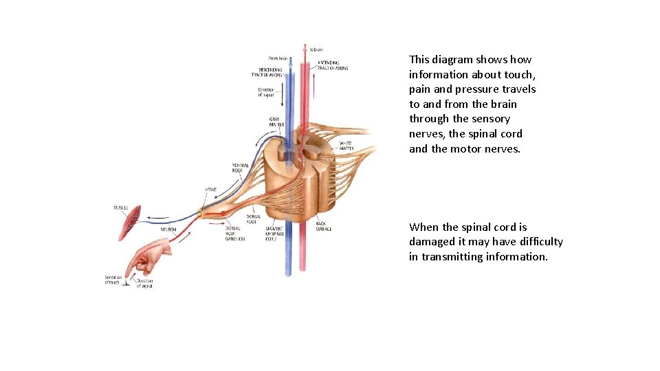 This diagram shows how information about touch, pain and pressure travels to and from