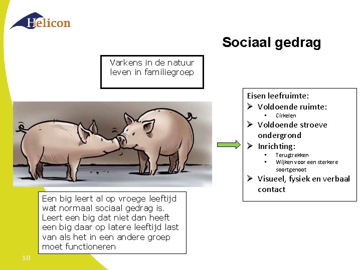 Sociaal gedrag Varkens in de natuur leven in familiegroep Eisen leefruimte: Ø Voldoende ruimte: