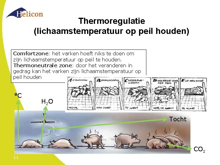 Thermoregulatie (lichaamstemperatuur op peil houden) Comfortzone: het varken hoeft niks te doen om zijn