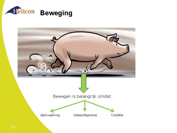 Beweging Bewegen is belangrijk omdat: darmwerking 14 Geboorteproces Conditie 