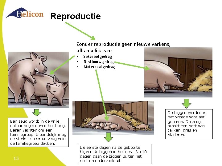 Reproductie Zonder reproductie geen nieuwe varkens, afhankelijk van: • • • Een zeug wordt