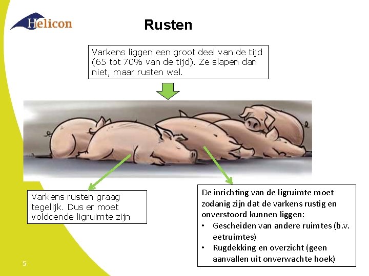 Rusten Varkens liggen een groot deel van de tijd (65 tot 70% van de