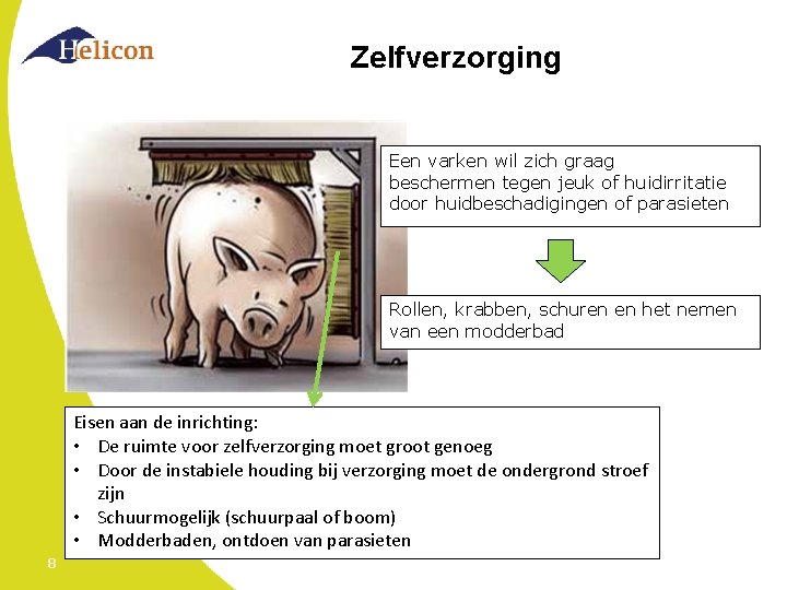 Zelfverzorging Een varken wil zich graag beschermen tegen jeuk of huidirritatie door huidbeschadigingen of