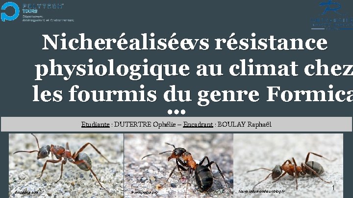 Nicheréaliséevs résistance physiologique au climat chez les fourmis du genre Formica Etudiante : DUTERTRE