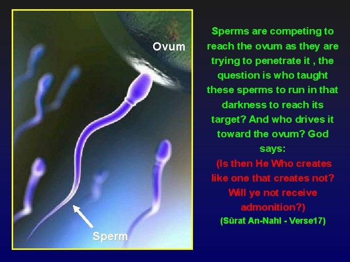 Ovum Sperms are competing to reach the ovum as they are trying to penetrate