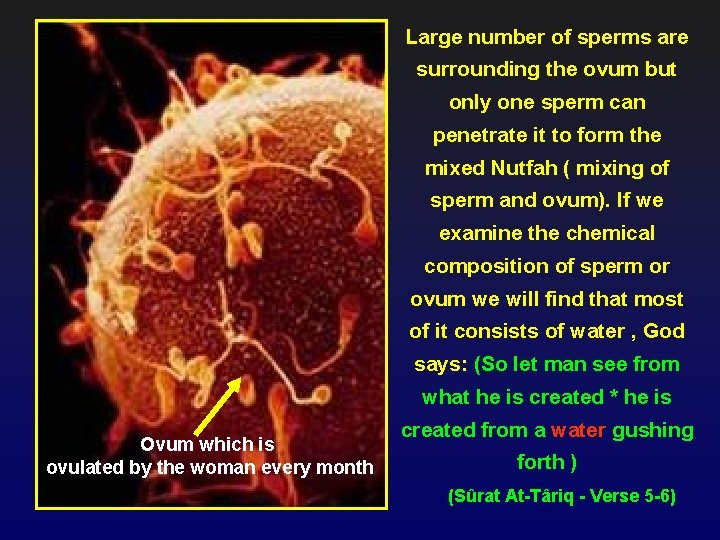 Large number of sperms are surrounding the ovum but only one sperm can penetrate