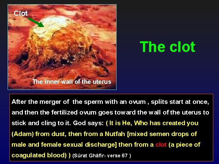 Clot The clot The inner wall of the uterus After the merger of the