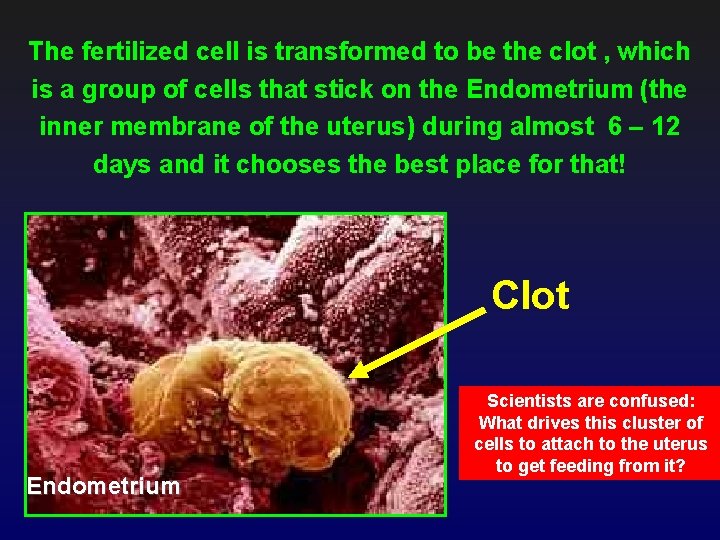 The fertilized cell is transformed to be the clot , which is a group
