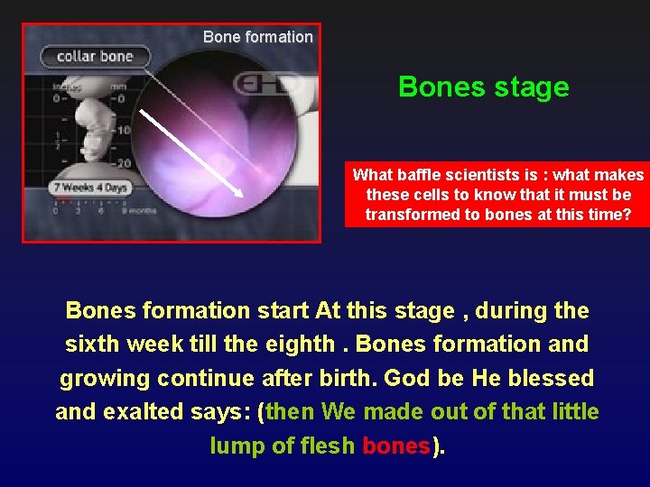  Bone formation Bones stage What baffle scientists is : what makes these cells