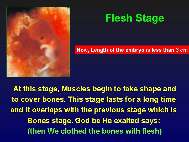 Flesh Stage Now, Length of the embryo is less than 3 cm At this