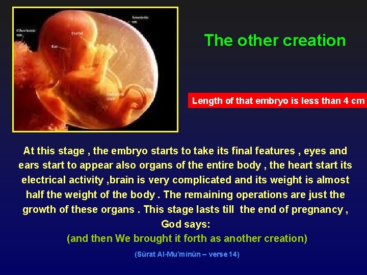 The other creation Length of that embryo is less than 4 cm At this